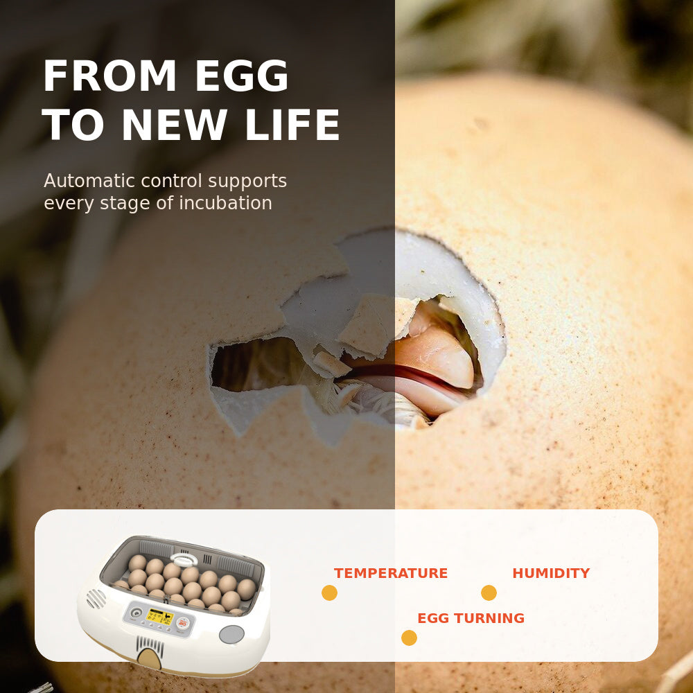 Rcom Automatic Egg Incubator for Hatching Eggs with Automatic Temperature Control, Humidity Sensor, PX-20-DO (Made in Korea)