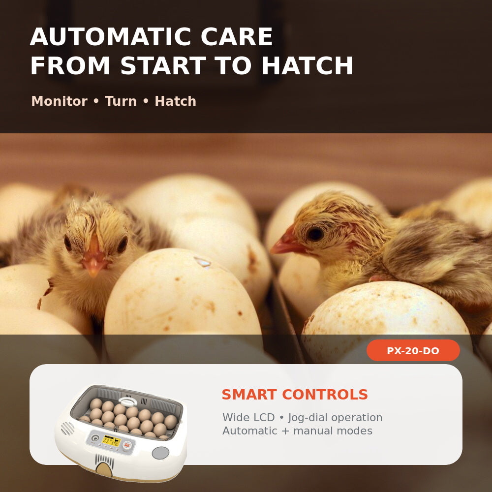 Rcom Automatic Egg Incubator for Hatching Eggs with Automatic Temperature Control, Humidity Sensor, PX-20-DO (Made in Korea)