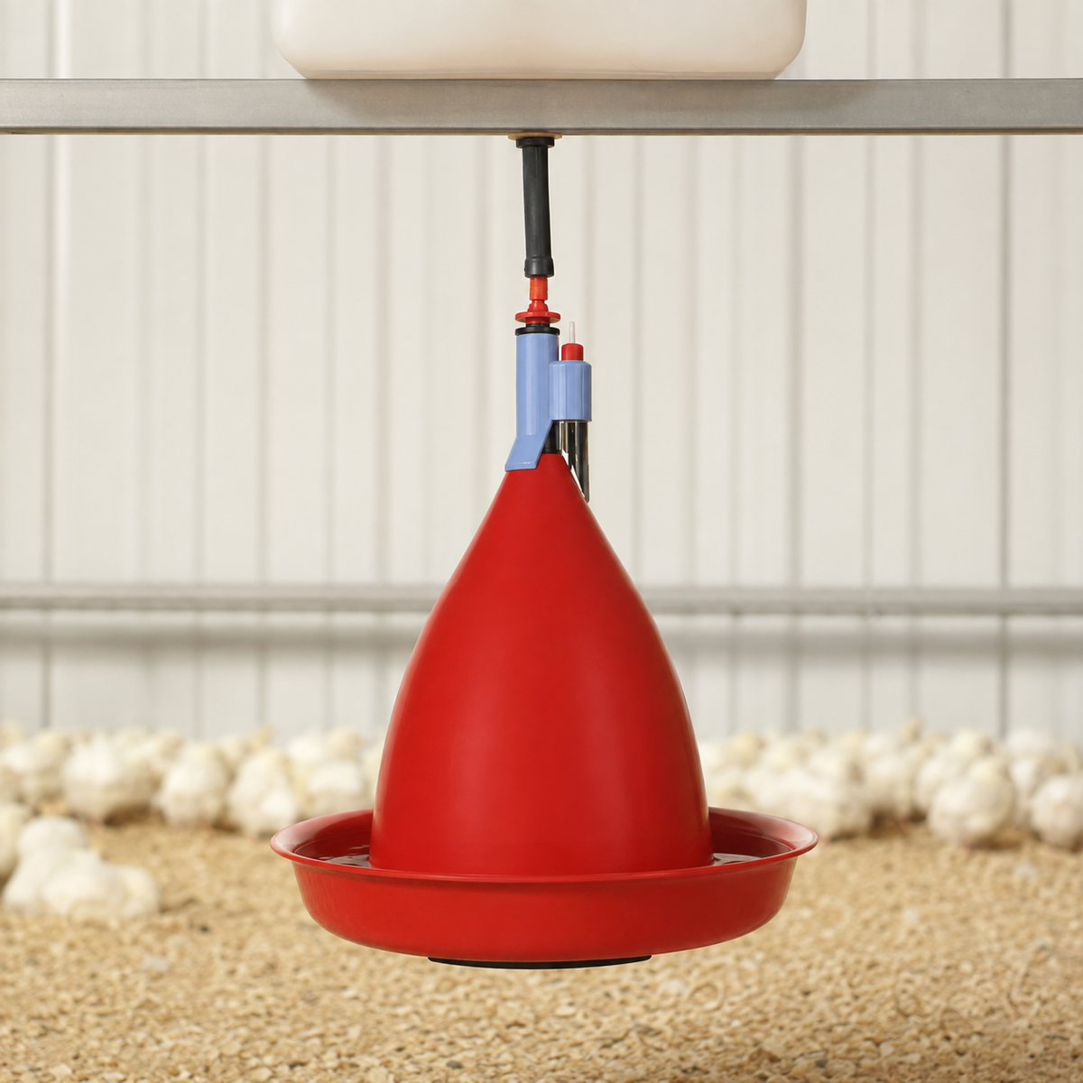 Giordano Jumbo Drinker for Chicken, Turkey and other Similar Birds