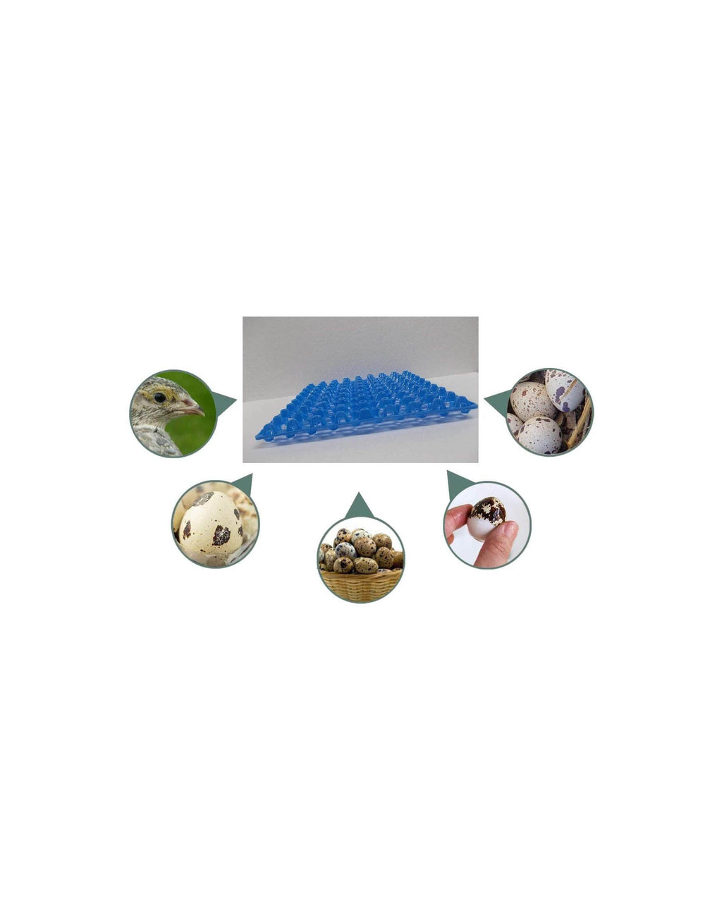 Giordano Premium Egg Tray for Quail, Egg Holder Upto 81 Eggs - 1 Pc (Blue)